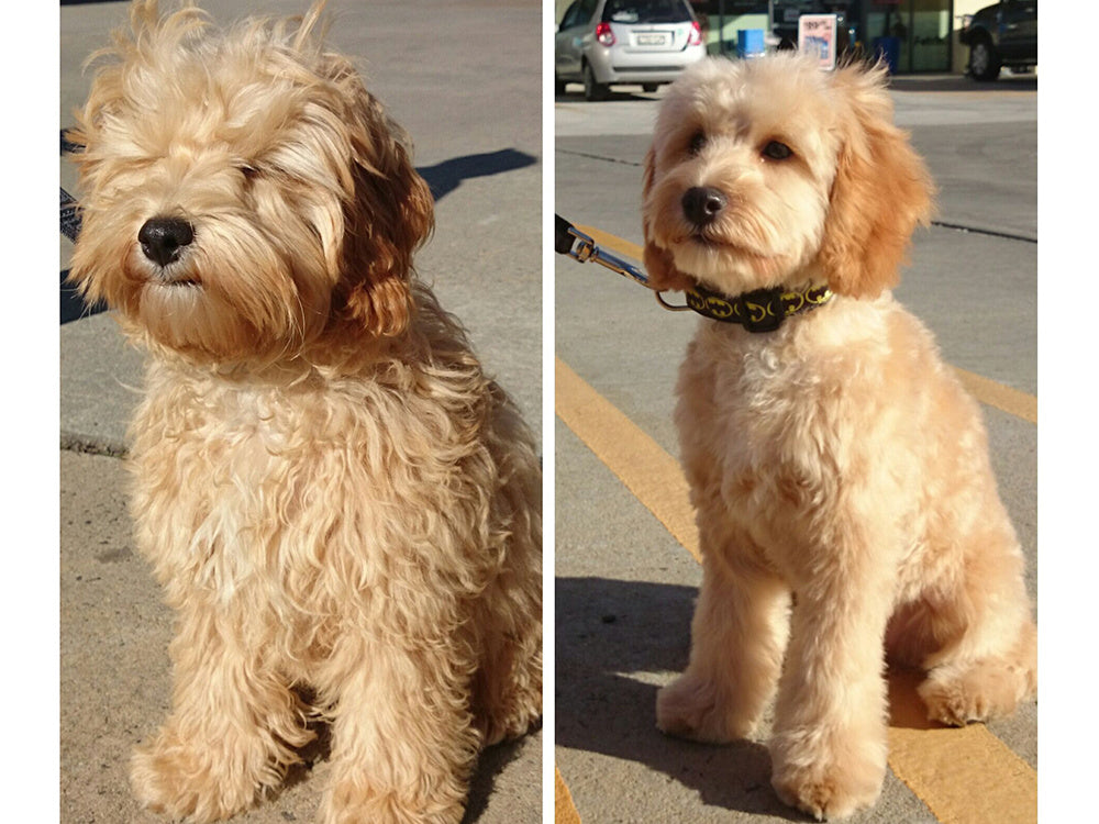 Elektrisk Klippesæt til Kæledyr - Perfekt til Hunde og Katte